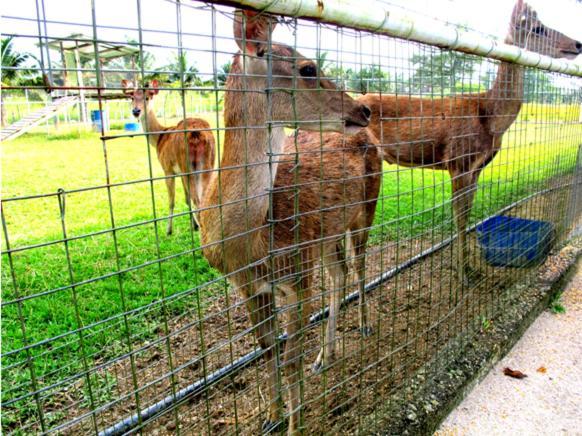 Uk Farm Agro Resort Kluang Esterno foto